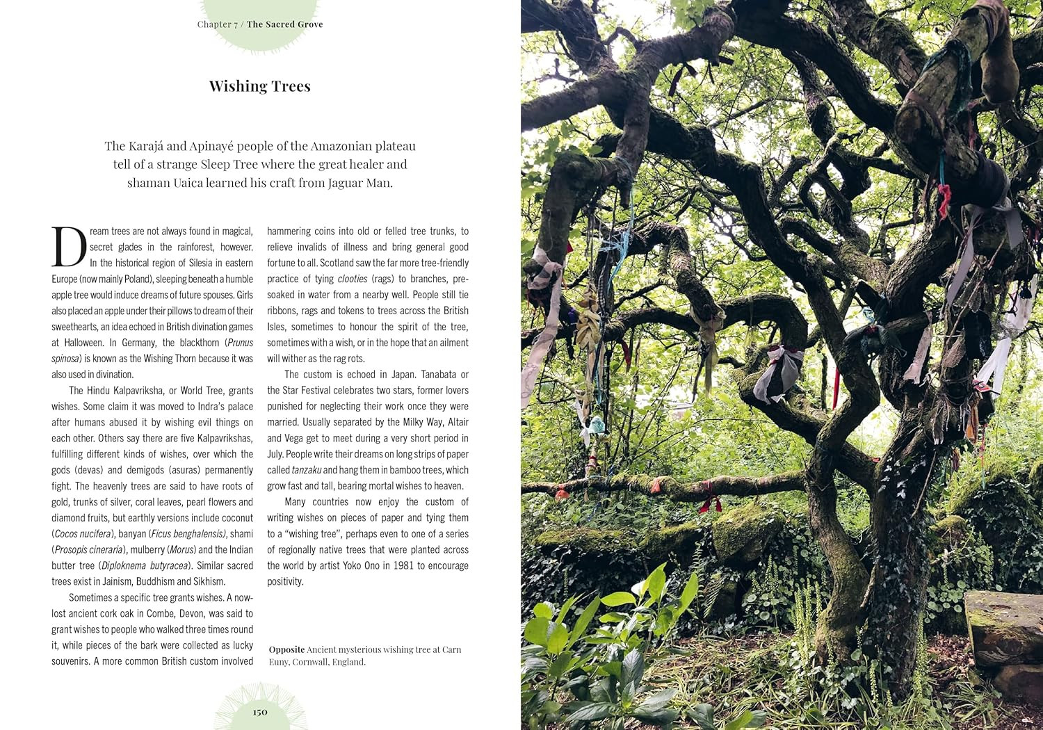 Witch’s Forest: Trees in magic, folklore and traditional remedies (Royal Botanic